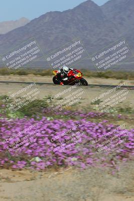 media/Feb-04-2023-SoCal Trackdays (Sat) [[8a776bf2c3]]/Turn 15 Inside Blooming (1050am)/